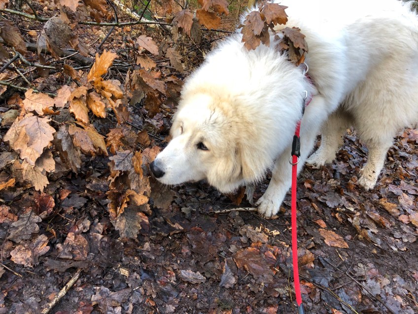 Schnuffelnase