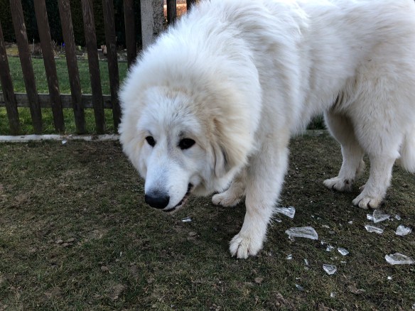 Hmmm, Bella futtert Eis. Im Sommer dann beim Italiener 🍨