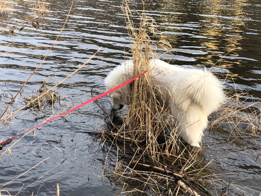 Baden im großen Fluß mit dem komischen Namen