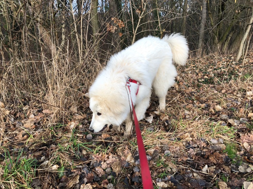 Mein Morgenspaziergang
