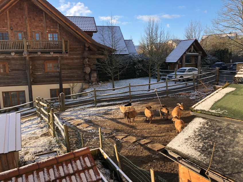 Ziegen im Streichelzoo am Landhaus