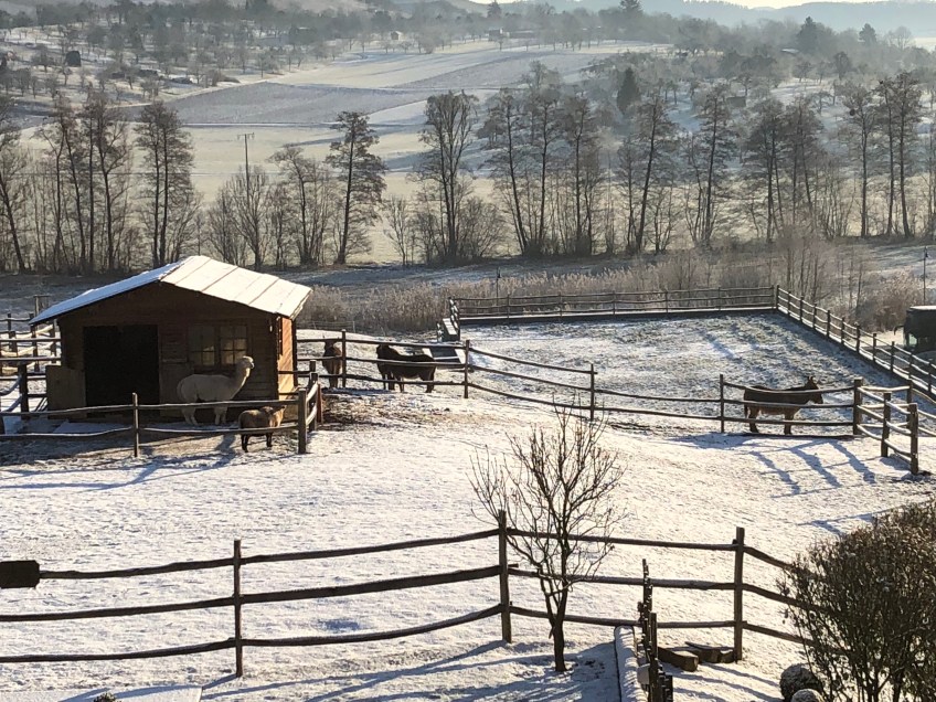 Alpakas und Esel vor dem Landhaus