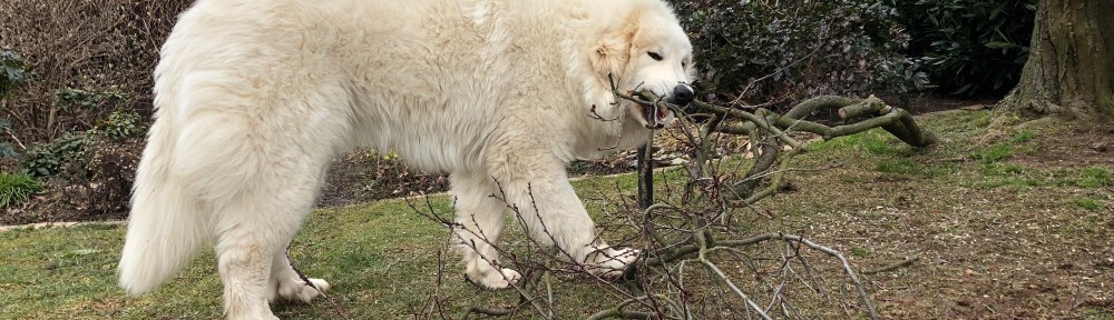 Ich hab jetzt meinen eigenen Baum