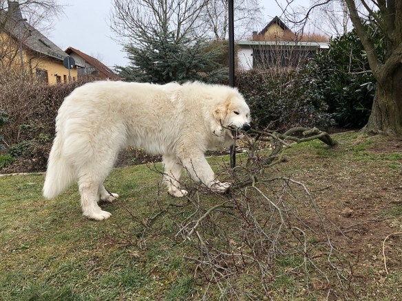 Ich hab jetzt meinen eigenen Baum