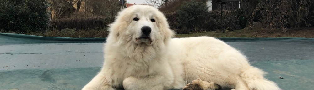 Die schöne Pyriprinzessin ist gerade erwacht