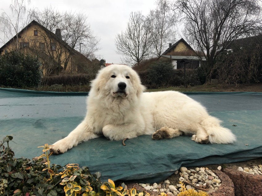 Die schöne Pyriprinzessin ist gerade erwacht