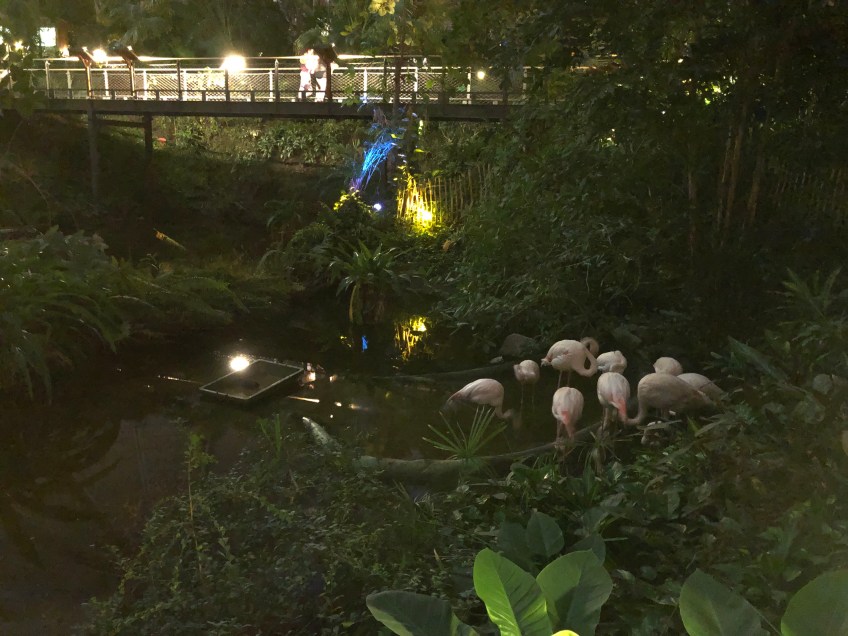 Flamingos am Abend im Regenwald