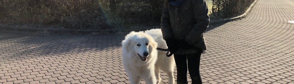 Morgenspaziergang in meinem Wohngebiet