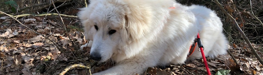 Stöckchen zerbeißen
