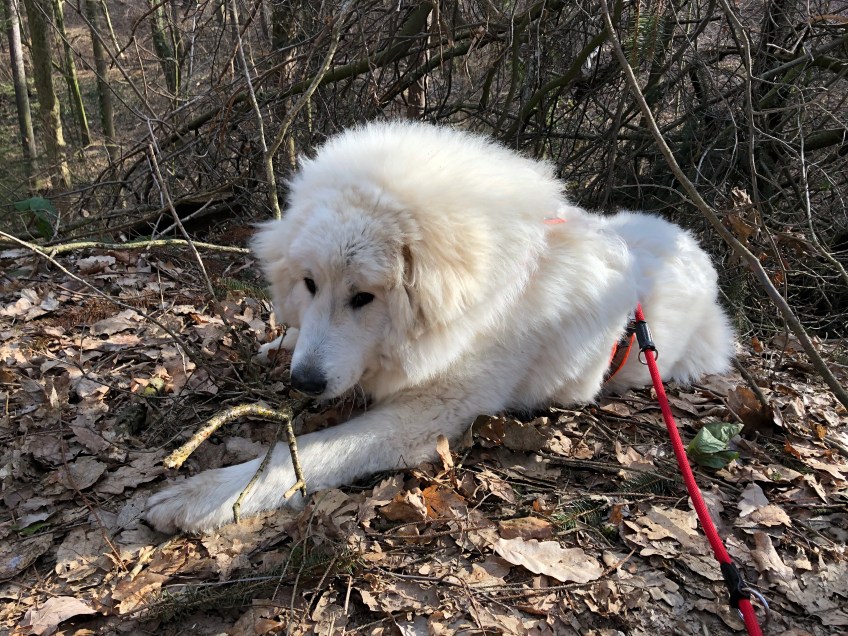 Stöckchen zerbeißen