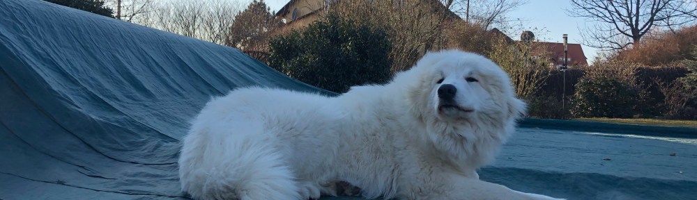 … dieser Strolch …