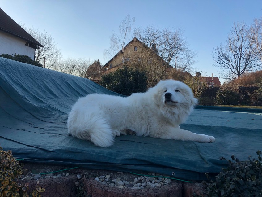 … dieser Strolch …