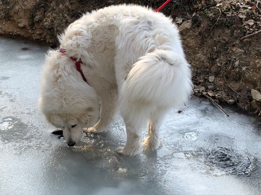 Bächlein mit Eisdeckel und Bella