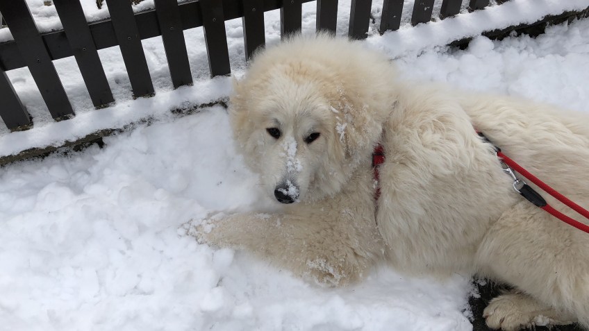 Die Bella ist eine kleine Eisbärin