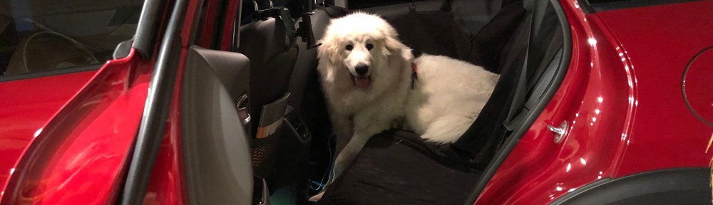 Die Bella in ihrem Auto