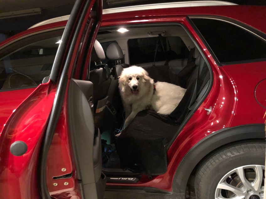 Die Bella in ihrem Auto