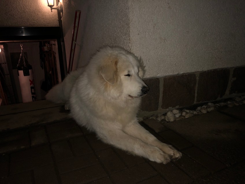 Bella ist schon müde