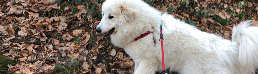 Ich bin eine Berghündin. Sieht man, oder?