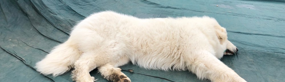 Das ist moderner Pyriprinzessinnenschönheitsschlaf