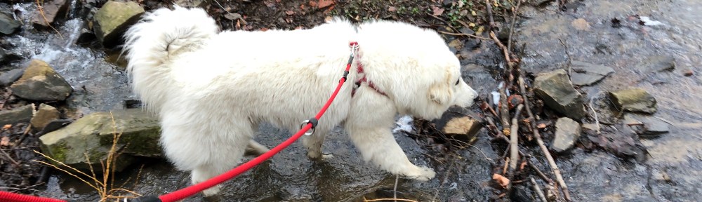 Bächlein ohne Deckel, dafür mit Bella