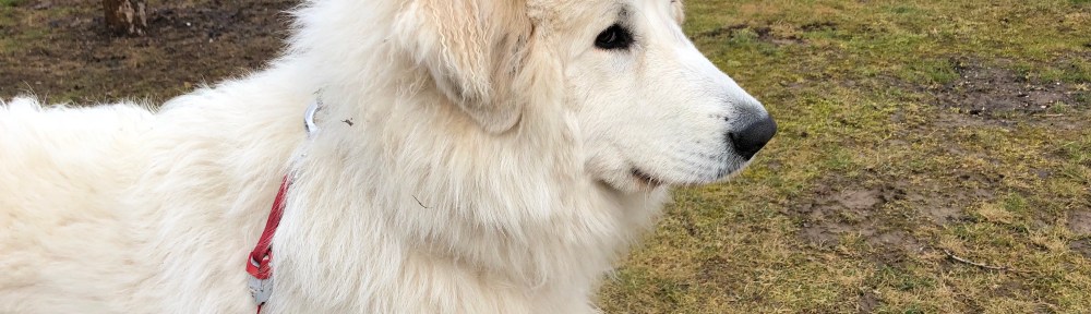 Kommandos üben in meinem Garten