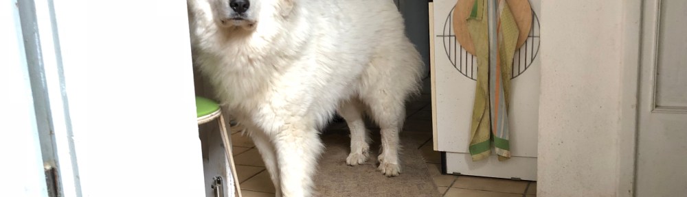 Annastasia Isabella Prinzessin Idefix vom Ehrenberger Hof im Keller