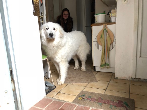 Annastasia Isabella Prinzessin Idefix vom Ehrenberger Hof im Keller