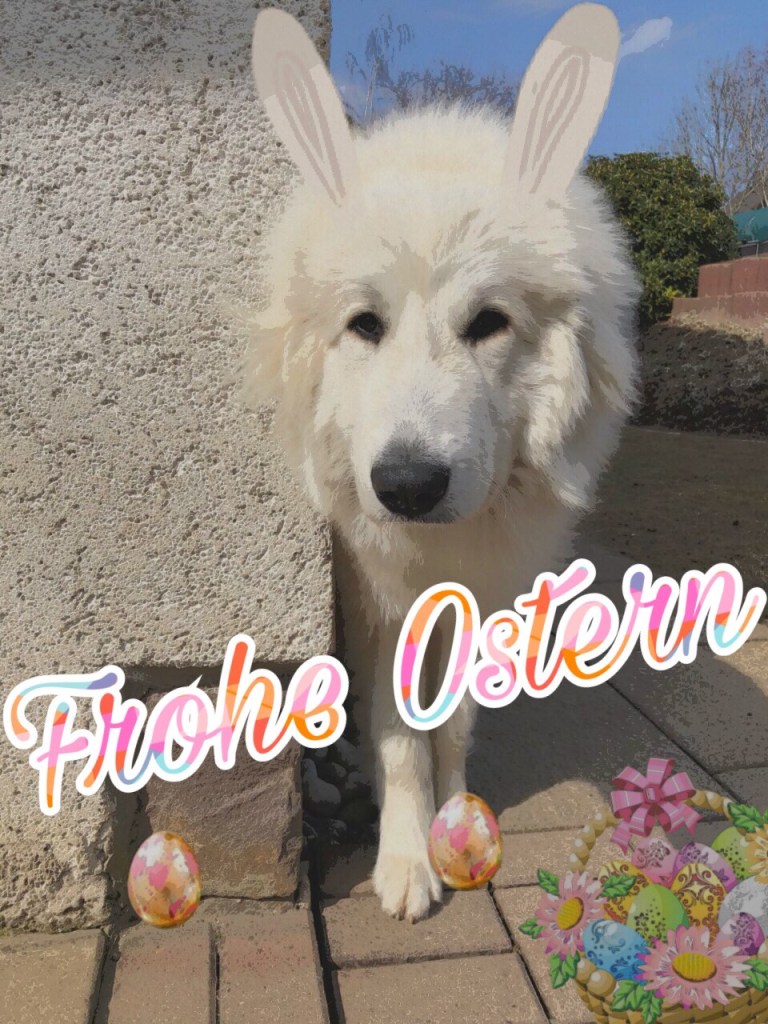 Bellahasi
