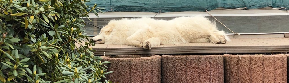 So geht Pyriprinzessinnenschönheitsschlaf