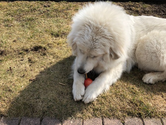 Apfel mit leckerem Stöckchen