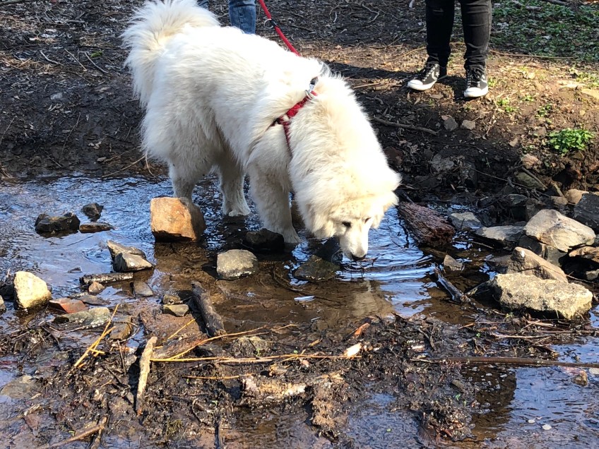 Bella im kleinen Bächlein