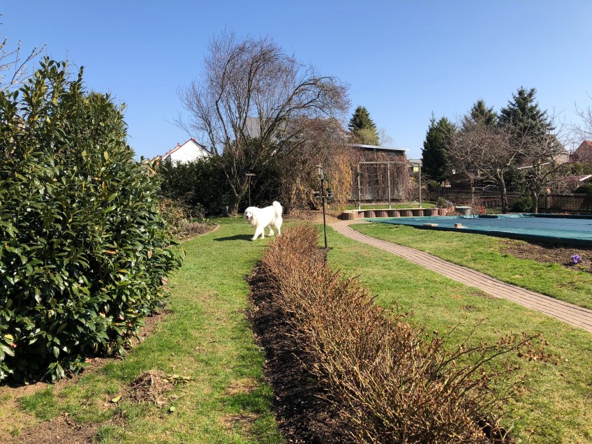 Bella im Garten