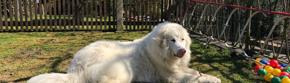 Bella ruht in ihrem Garten