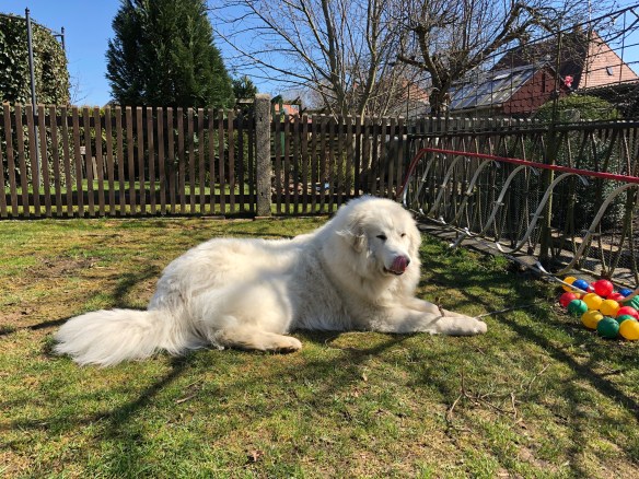 Bella ruht in ihrem Garten