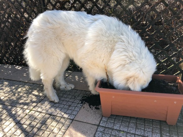 Gartenarbeit – Bella hilft!