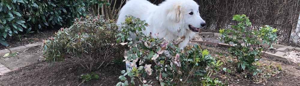 Neu gestalteten Garten kontrollieren