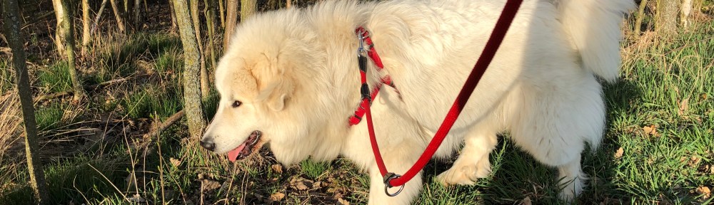 Abendspaziergang am Waldrand