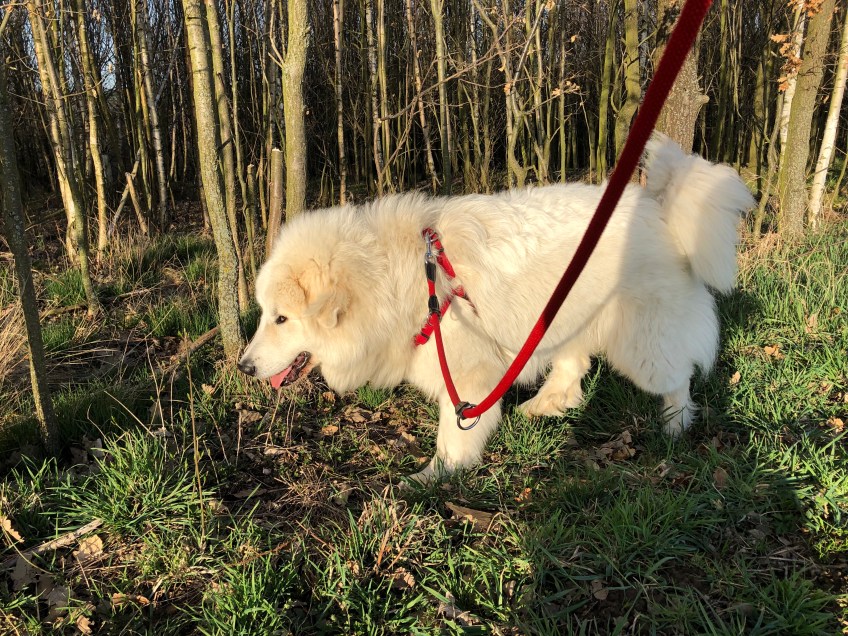 Abendspaziergang am Waldrand