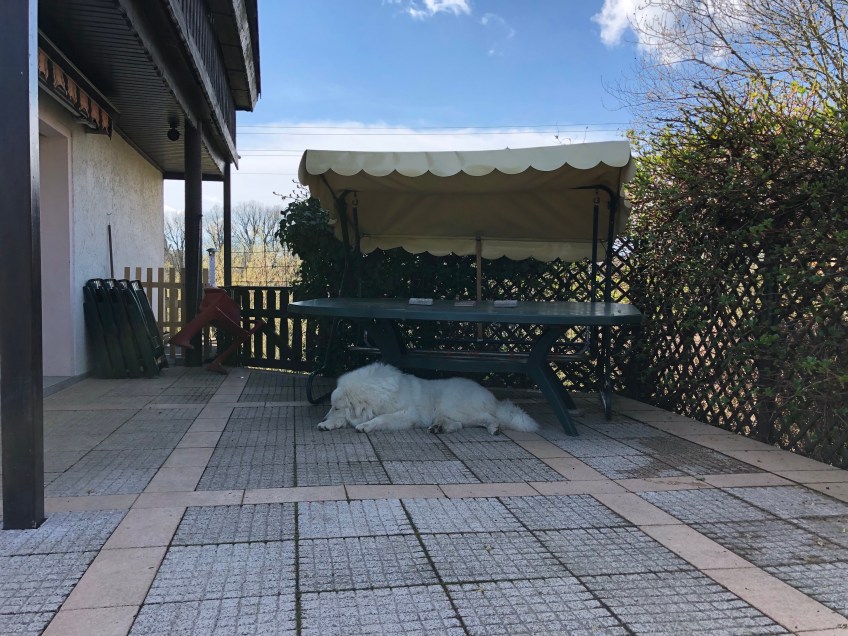 Pyriprinzessinnenschönheitsschlaf auf meiner Terrasse