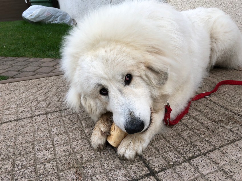 Grillabendknochen