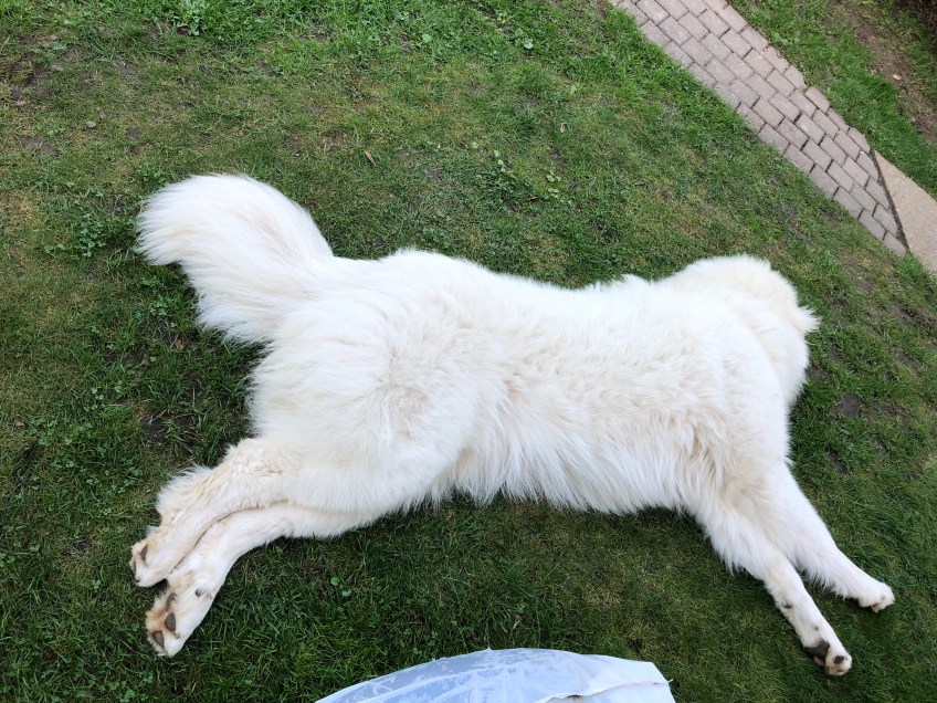 Die Bella als Briefmarke 🐶🤣🐶