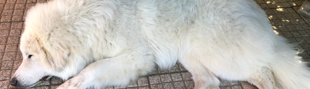 Täglicher Pyriprinzessinnenschönheitsschlaf auf meiner Terrasse