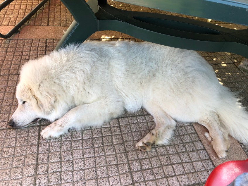 Täglicher Pyriprinzessinnenschönheitsschlaf auf meiner Terrasse