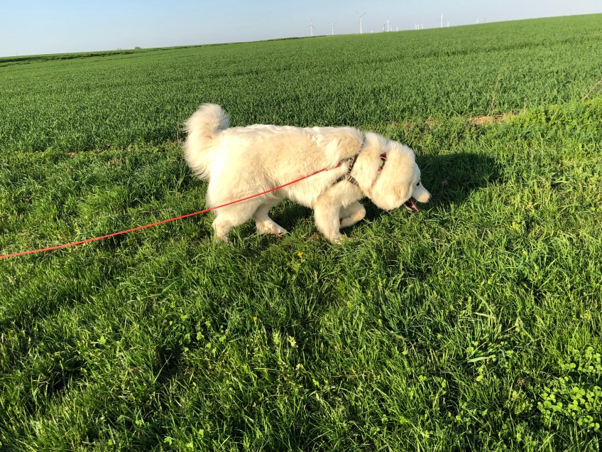 Mit roter Feldleine auf meiner grünen Feldwiese
