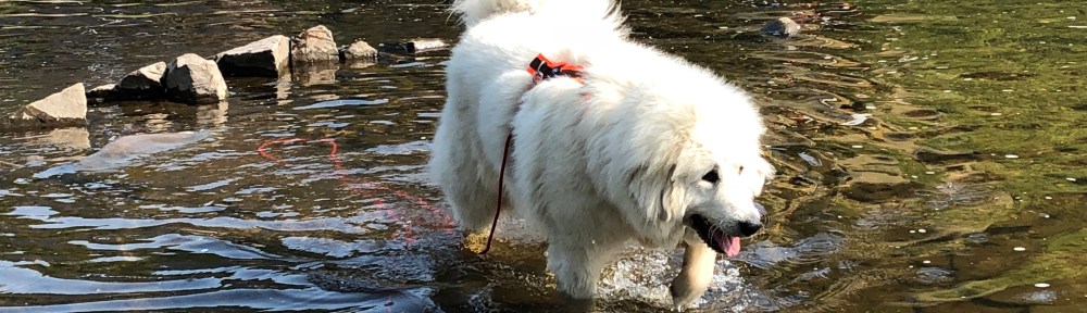 Bella in der Zschopau