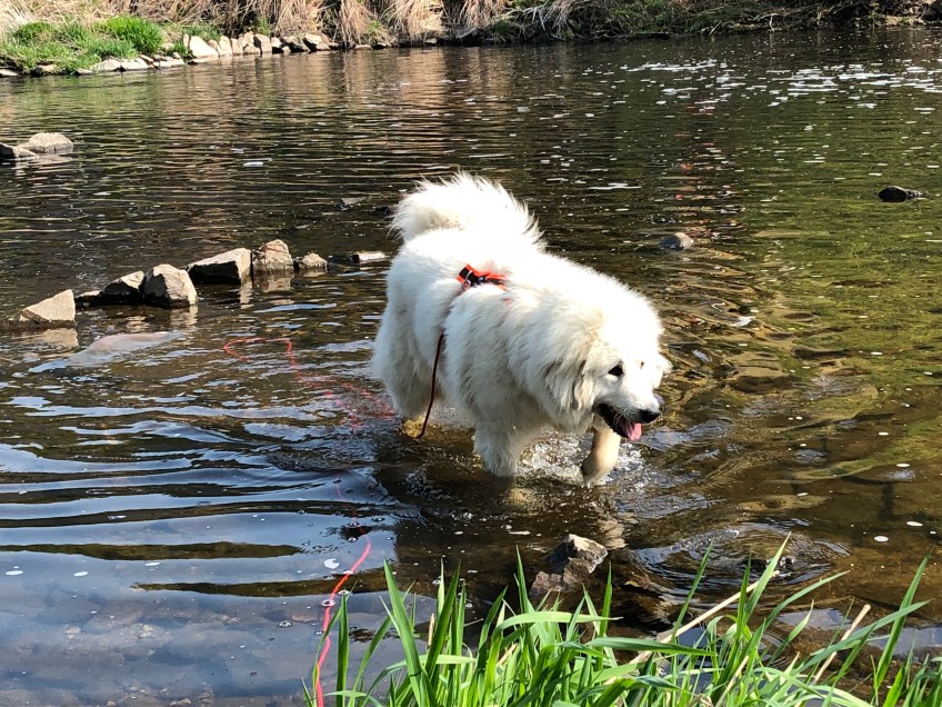 Bella in der Zschopau