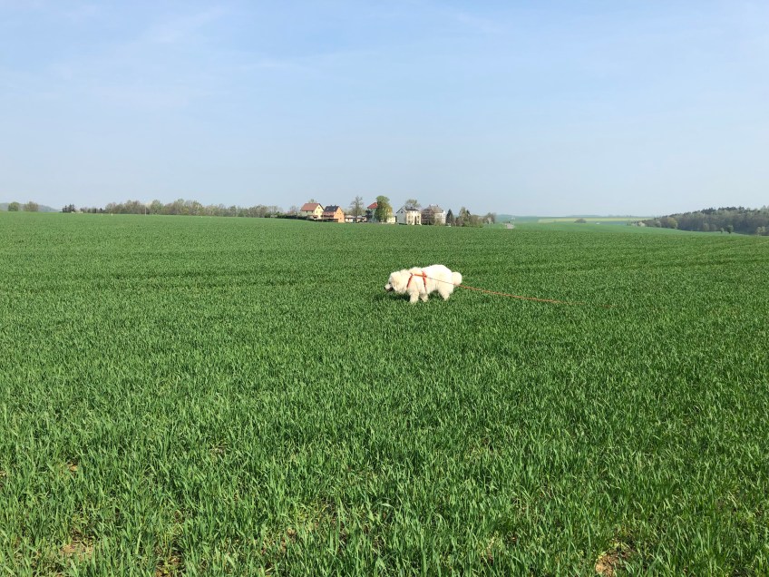 Mit der roten Feldleine über das Feld flitzen