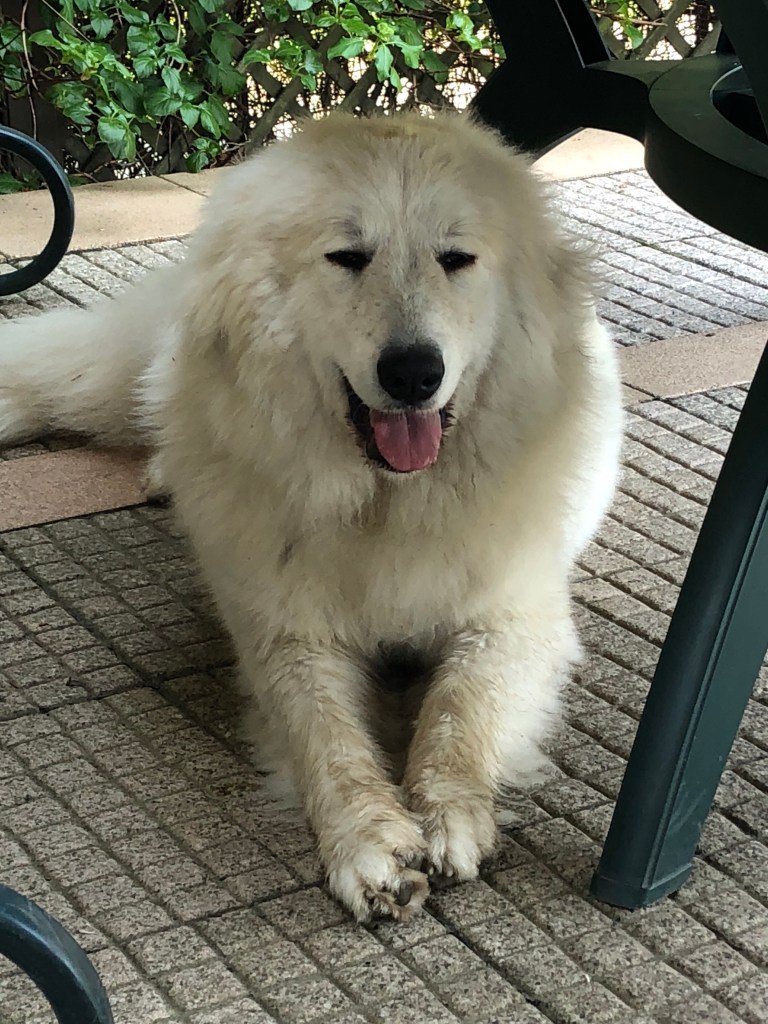 Die Bella auf ihrer Terrasse …