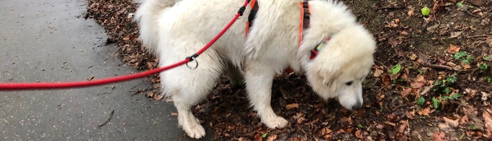 Ich schnuffel durch den Wald