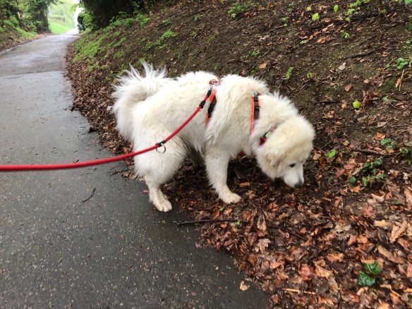 Ich schnuffel durch den Wald